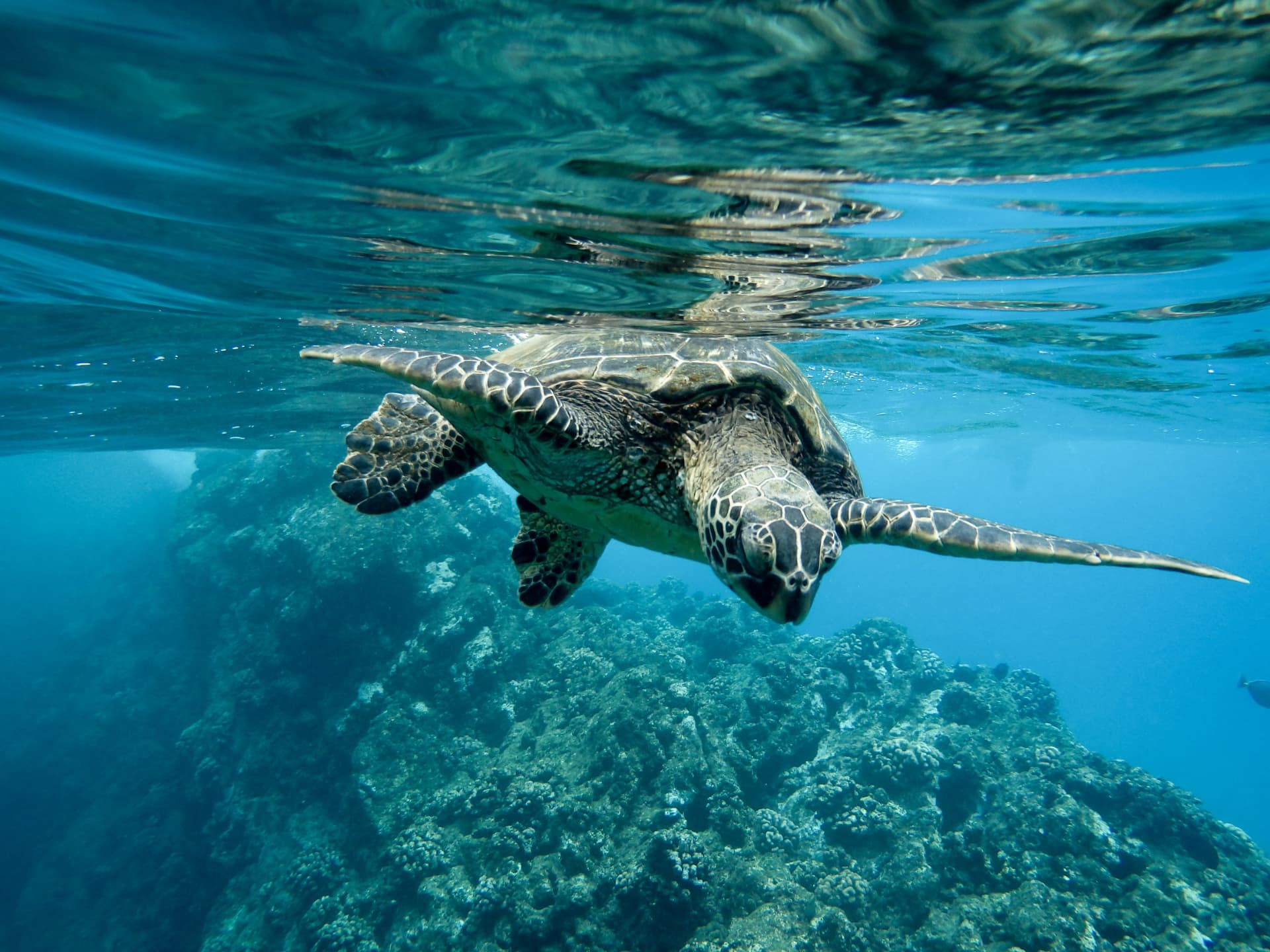 A green sea turtle gliding through clear aqua water