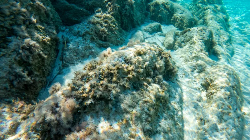 Sunlit coral and rocks beneath clear tropical water