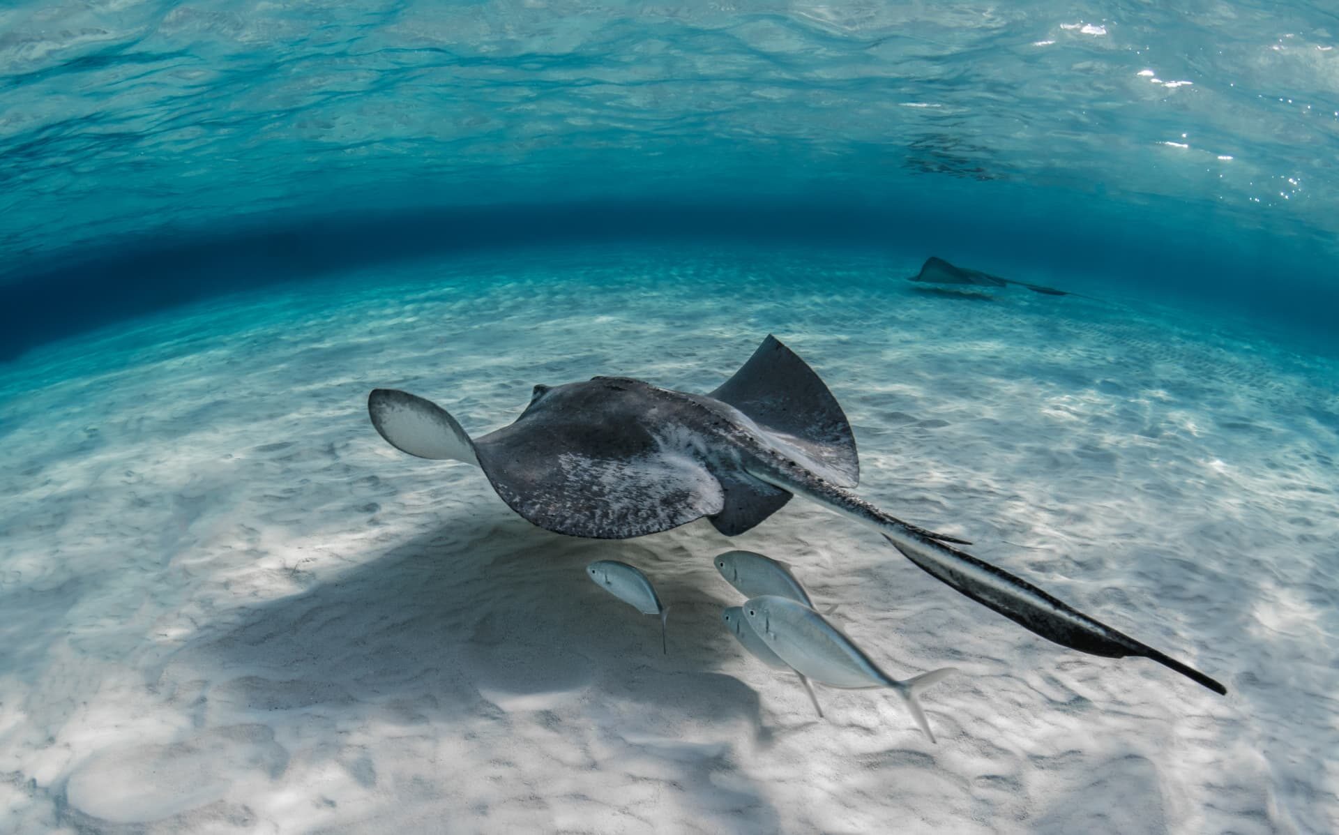 A stingray gliding over white sand in clear shallow tropical water